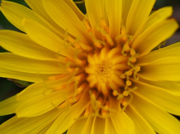 I have always marveled at the intricate detail of it's flower's structure.