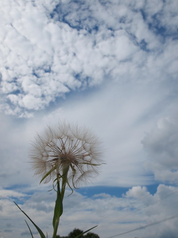 The dandelion in all it's glory.