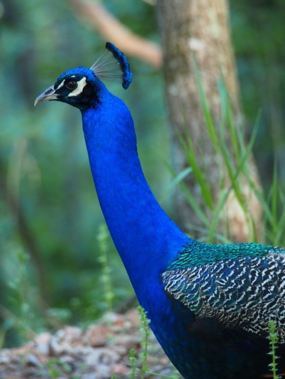 I'll stick my neck out and take a chance on love...