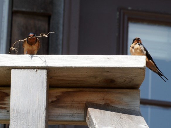 I picked out this stick just for you honey - do you love it? It'll look great right above the mantle...