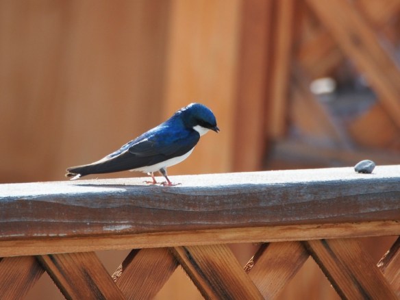 Talking to her is like talking to a rock...
