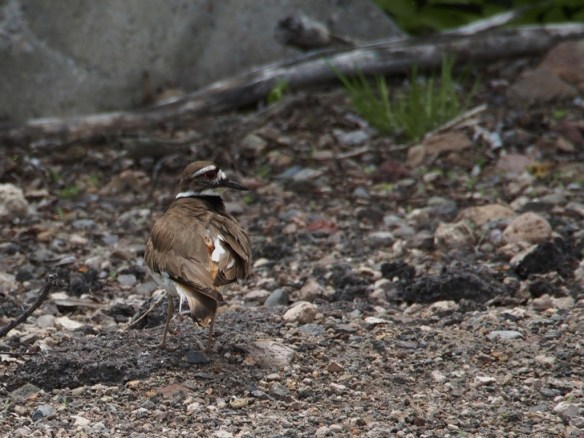 ...maybe she'll think these rocks are my eggs.