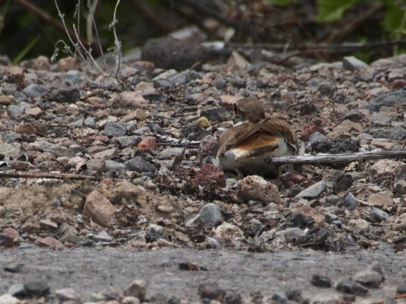...maybe she'll believe these rocks are my eggs.