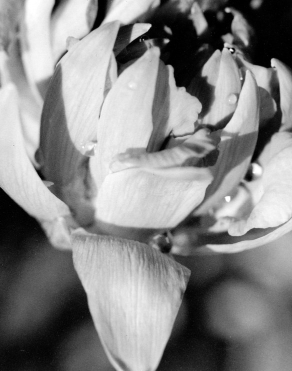 Petals, Veins, Water, and Bokeh