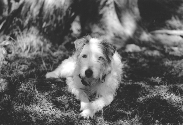 Grass, Furr, and Sunshine