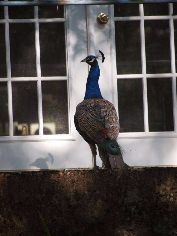 Oooo - that birdie in the window is mighty handsome.