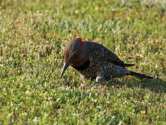 That boy's wearing polka-dot panties