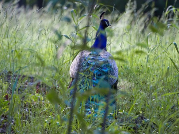 Krishna in the grass