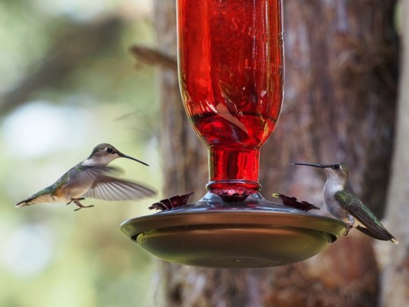 F6.7 1/250 sec ISO 1000 Switching to Shutter Mode and bumping up the ISO first