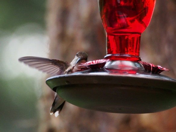 f6.7 1/640 sec ISO 2000 The bird is scratching in flight - in Aperture Mode this shot is a goner, it would have been a blurry mess. In Shutter Mode it is fairly clear and you can see the underside of his wing.