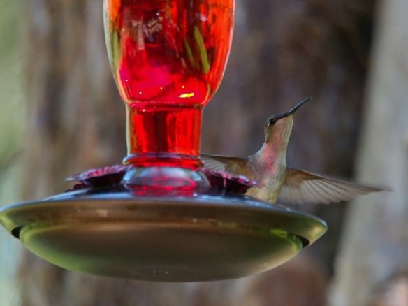 f6.7 1/640 sec ISO 2000 It's clouding up and I'm losing light. More grain than I like but I am still seeing feather structure - managing ISO is the crucial.