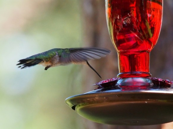 f6.7 1/640 sec ISO 2500 Same bird - another shot I would have missed if I hadn't turned off the preview feature and an angle I rarely capture because the movement is the closest thing making focusing a crap shoot. I' still seeing feather structures even in this lower light.
