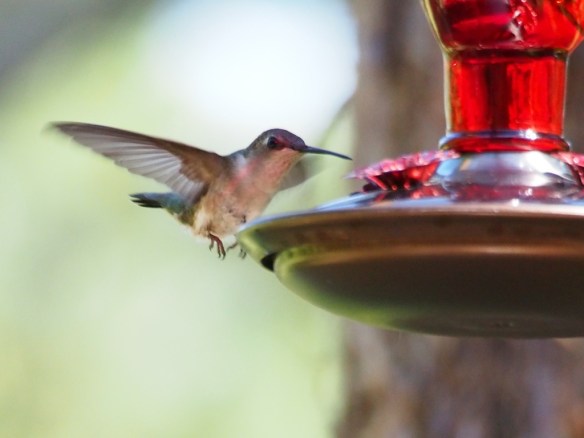 f6.7 1/500 sec ISO 2500 The sun peaks back out and I get a shot with a bit lower speed - you can see how much feather detail is lost by moving below 1/640 second. 