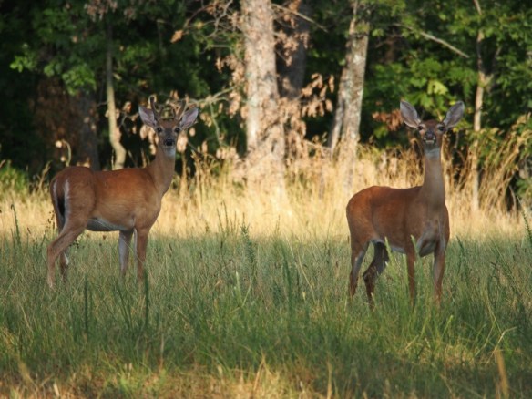 Here you can see the posture of the doe - she is not approachable and is not friendly. Her sister is the friendly guy's mom.