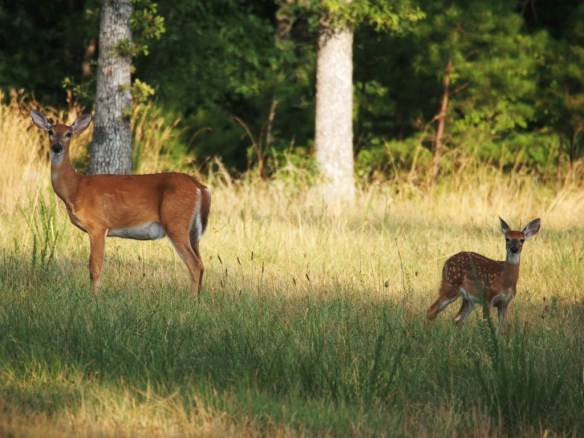 Doe is pretty calm as always but this baby was not - no white mark either.