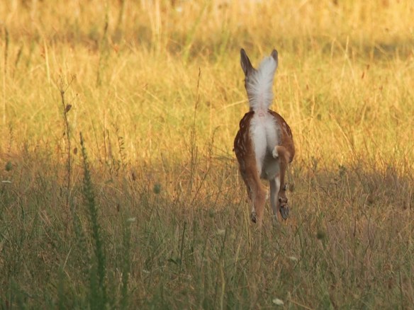 See Spot Run! A raised tail is a sign of danger, Spot doesn't know I'm harmless...yet.