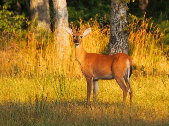 Friendly stayed behind to watch me turn and head back to the Jeep