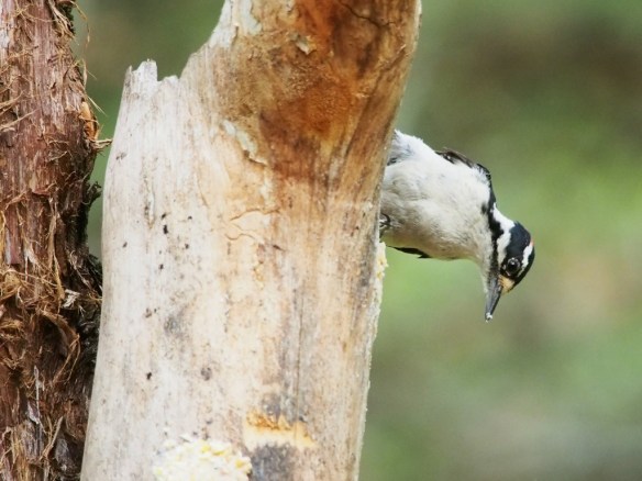 She's gonna have one heck of a hangover in the morning.