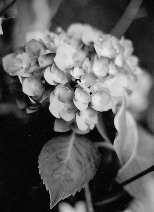 Lavender flowers at Sweet Spring - Eureka Springs, Arkansas