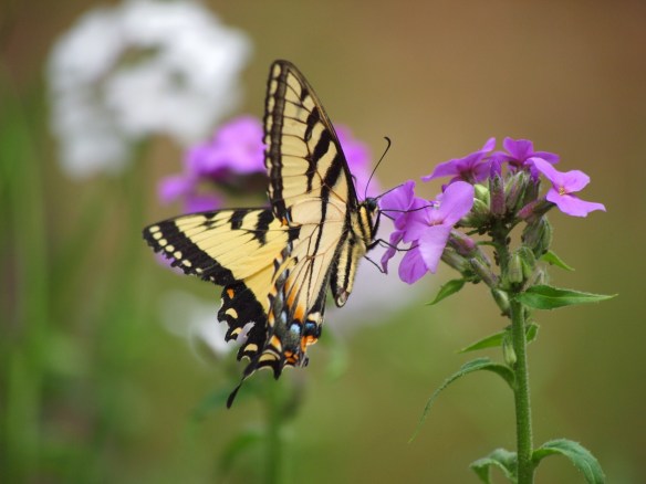 A tiger swallowtail lights on the sweet rocket behind Mary Jane's house.