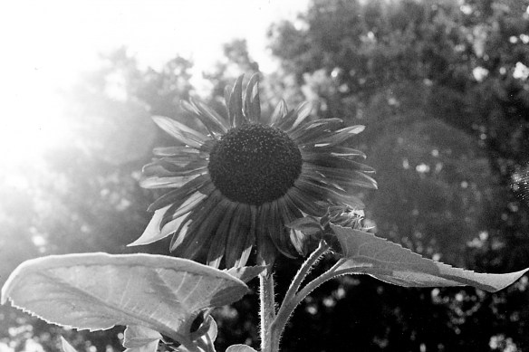 Soaking up the Sun - Historic DIstrict - Eureka Springs, Arkansas