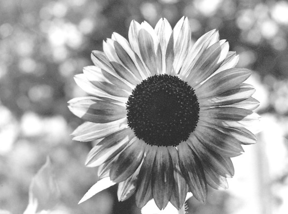 Backlit Sunflower - Historic District - Eureka Springs, Arkansas