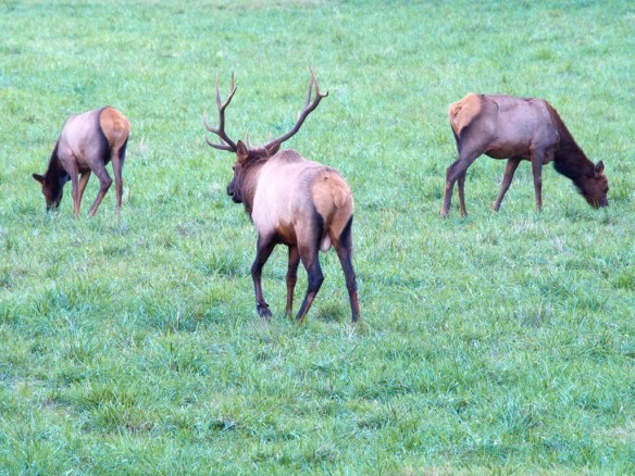 Once the threat is addressed Pretty Boy will make is move on the ladies. They express no interest.