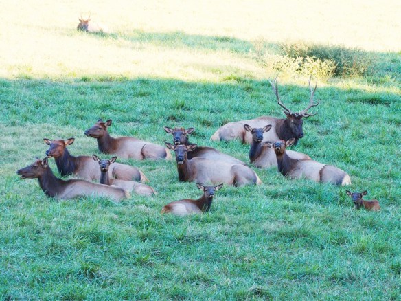 With the threat passed, Pretty Boy will sit down for dinner with his leading ladies.