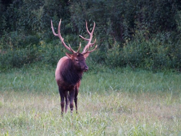 This Big Boy is a 6X7 and was hanging out alone in a pasture. He's not wasting his energy waiting on 35 ladies.