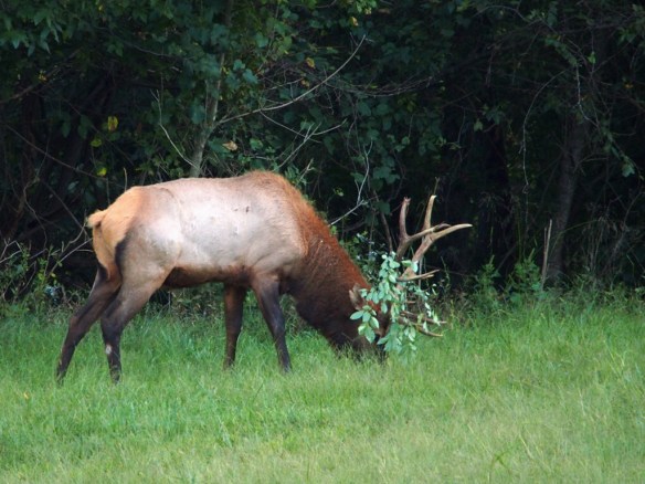 This big fella is killing two birds with one stone. He is eating and polishing his antlers by digging into the grass and brush. He's gearing up for a fight.