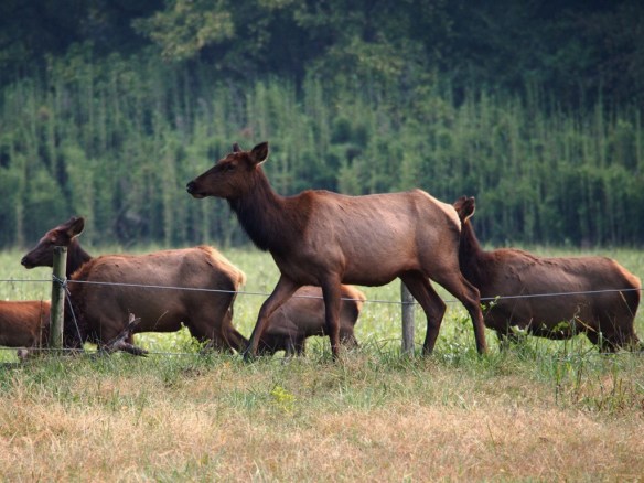 He gradually moved the cows away from the river and they came very close to the road where we were watching.