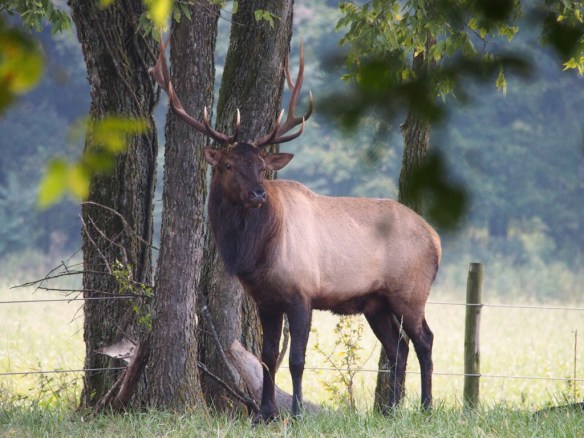 But Pretty Boy was holding his ground - barring them from the cane.