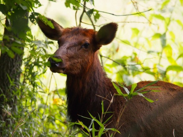 We were standing along a treeline - shooting through it - when the cows started checking us out.