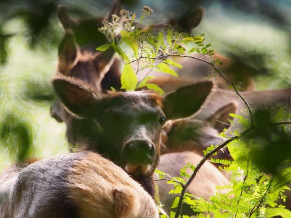 The harem was getting restless - wanting to move away from the road...
