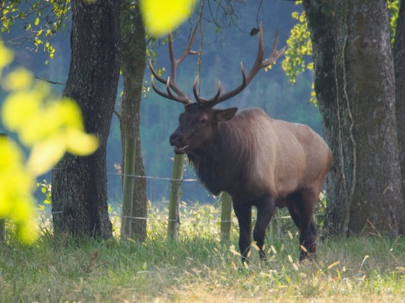 Pretty Boy moves even closer to the road - barring the harem from the cane.