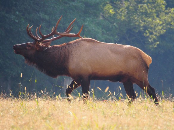 Pretty Boy Bugles in an attempt to stop the cows from running towards the cane.