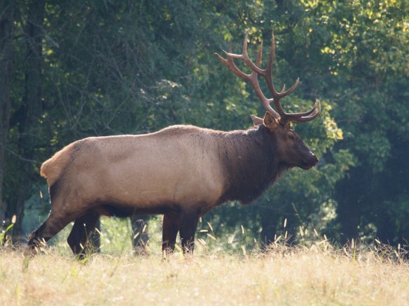 Calling the cows is not working, Pretty Boy heads for the river.