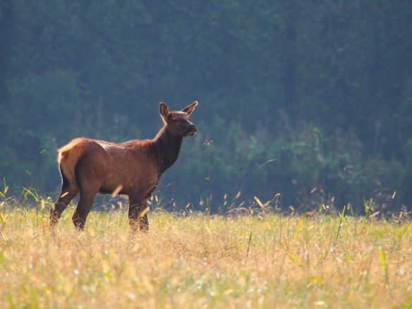 As the cows leave, we hear chirping from the cows, calling to their calves. This youngster ran with the lead pack of cows only to discover his mother wasn't there - he seemed caught in no-man's-land, not sure which group he belonged with.