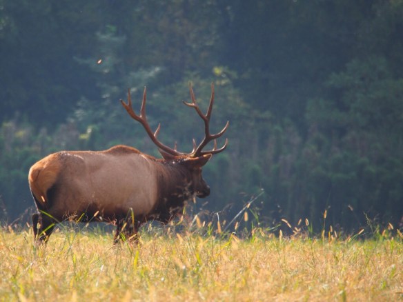 Pretty Boy looks crestfallen as he moves towards the cane - but he has a plan...