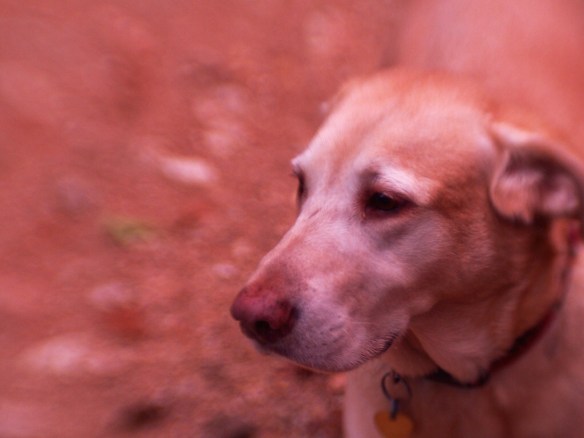 This is my friend Ben. He lives across the road from me and sometimes visits with me while I get my mail. I never noticed how close in color he is to the road before. I shot him as he moved towards me and lucked out on the focus.