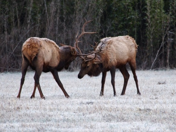 I told you buddy, that crock pot is mine!