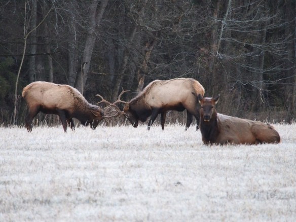 Can you believe these two are tussling over a crock pot when everything is half off at Old Navy?