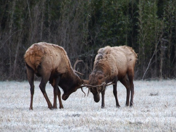 You messed with the wrong bull buddy - you are going down. No crock pot for you!