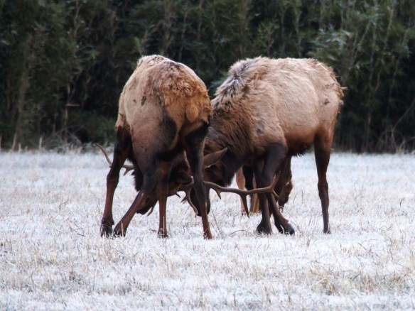 I will never surrender my crock pot!