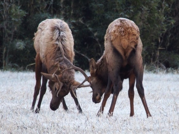 Victory is within my grasp - I can see that crock pot and it has my name on it!