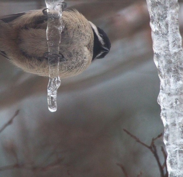 Wait, this photo has nothing to do with Honiebriggs.com ...