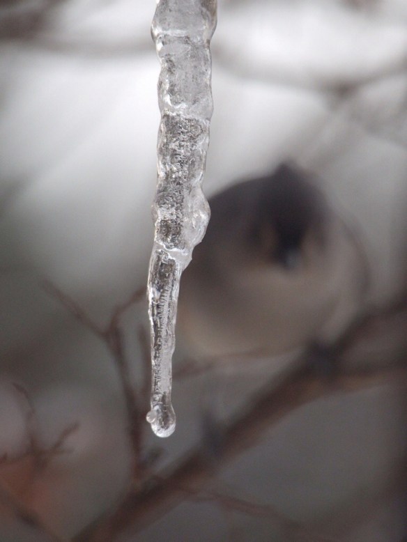 But I can't write a post with no bird photos - can I? 